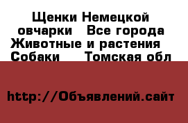 Щенки Немецкой овчарки - Все города Животные и растения » Собаки   . Томская обл.